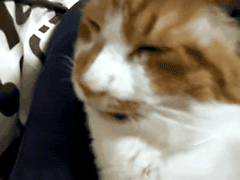 猫,流鼻涕的表情包